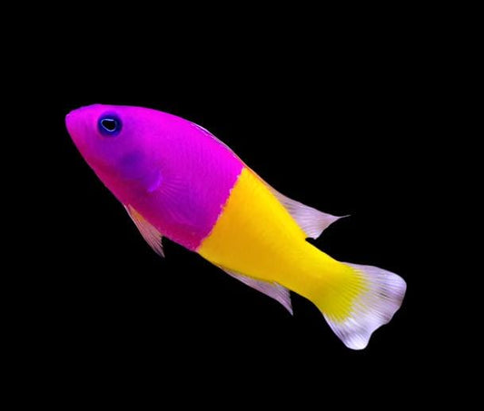 Bicolor Dottyback