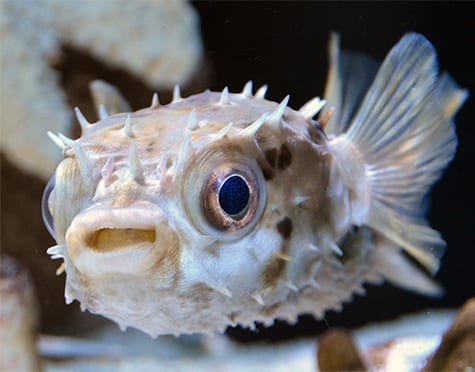 Short Spine Porcupine Puffer