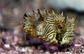Spiny Box Burr Puffer