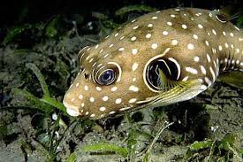 Stars & Stripes Puffer
