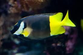 Foxface Rabbitfish (Fiji)