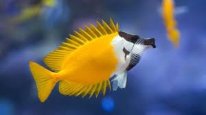 Yellow Foxface Rabbitfish