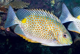 Orange Spot Rabbitfish