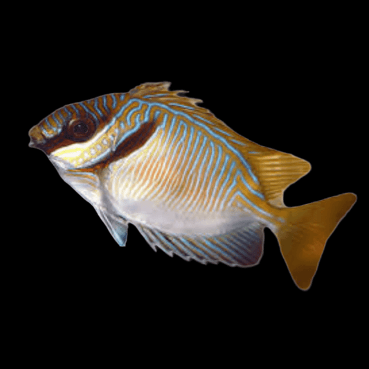 Scribbled Rabbitfish