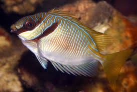 Scribbled Rabbitfish - Fiji