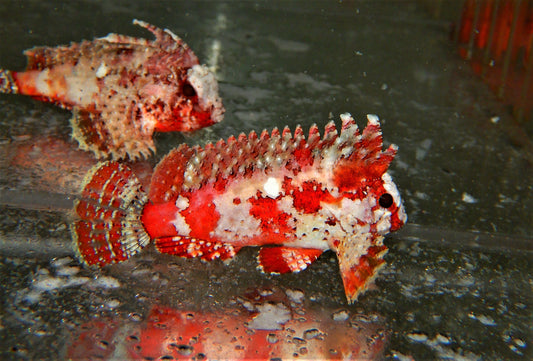 Red Pygmy Wasp Scorpionfish