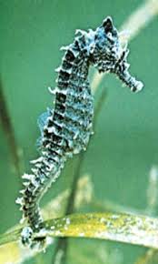 Black Erectus Seahorse