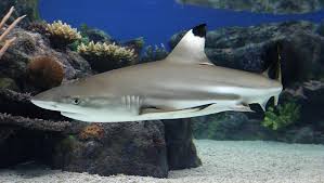 Black Tip Reef Shark