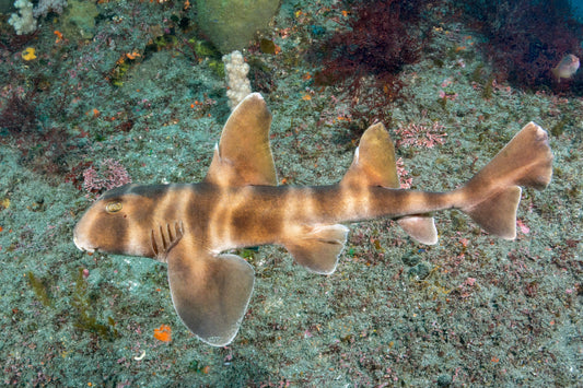 Horn Shark - Japan