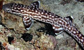 Marbled Cat Shark