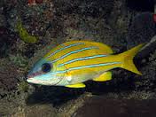 Blueline Snapper