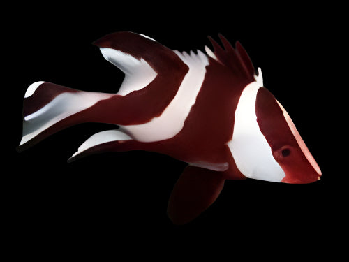 Snapper: Red Emperor