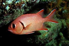 Bigeye Soldier Squirrelfish