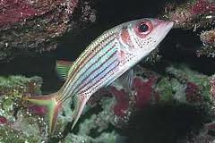 Metallic Squirrelfish