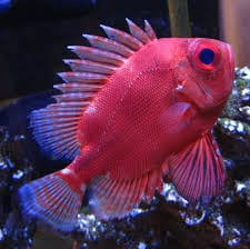 Pop Eyed Catalufa Squirrelfish