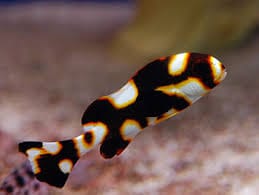 Oriental Sweetlips