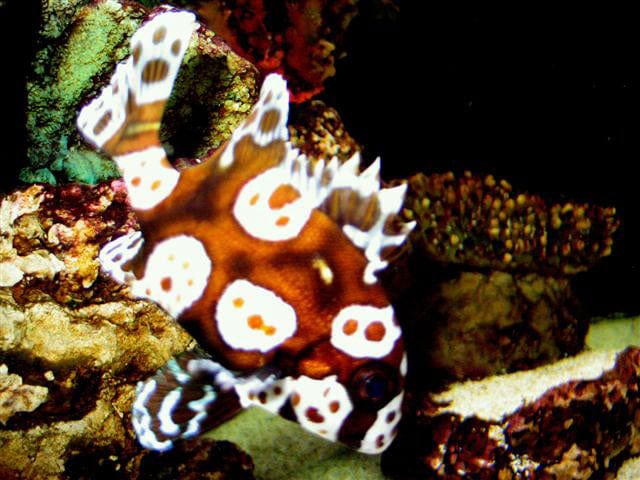 Spotted Sweetlips