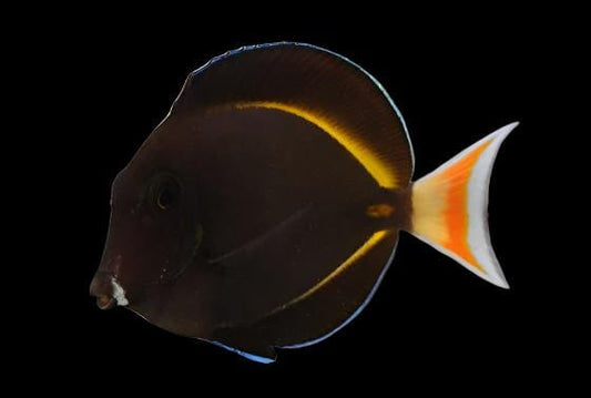Achilles Tang Hybrid