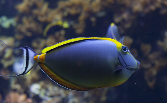 Blonde Naso Tang - Male