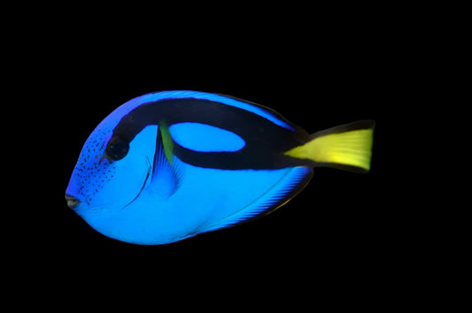 Blue Hippo Tang - Tank Raised