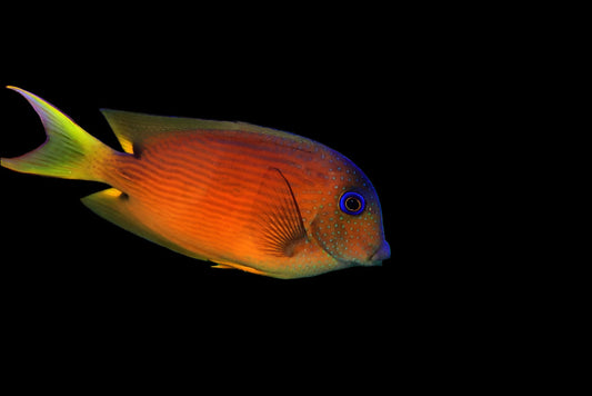 Blue Eye Kole Tang