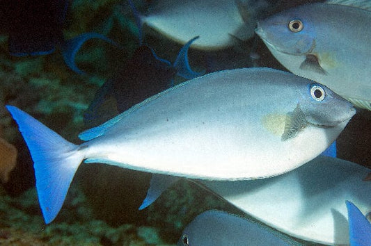 Bluetail Unicornfish Tang