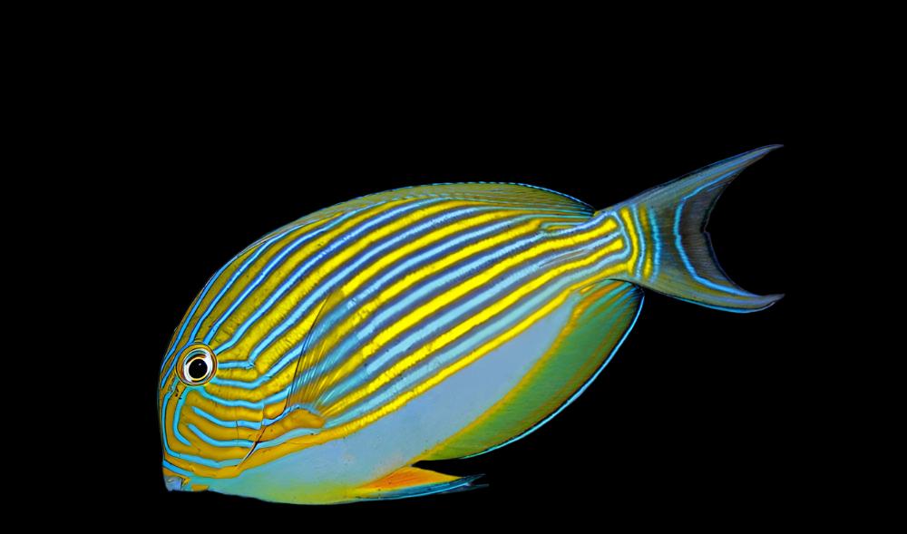 Clown Tang