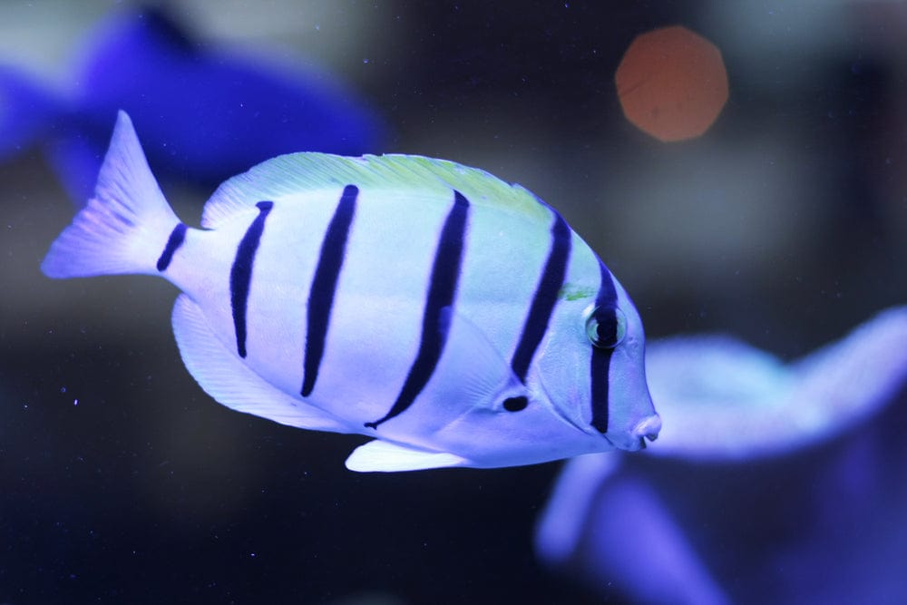 Convict Tang