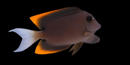 Flame Fin Tomini Tang