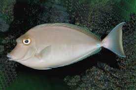 Unicorn Tang