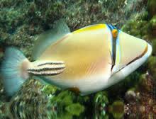 Assasi Triggerfish (Red Sea)