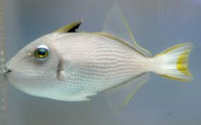 Bluejaw Triggerfish - Female