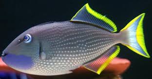 Bluejaw Triggerfish - Male