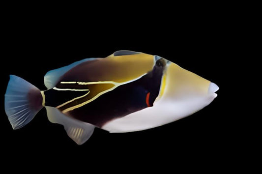 Rectangulus Triggerfish
