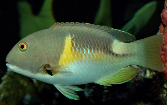 Anchor Tusk Wrasse