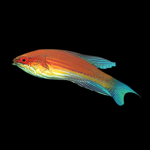 Angulatus Flasher Wrasse - Male