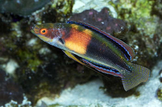Balteatus Fairy Wrasse - Female