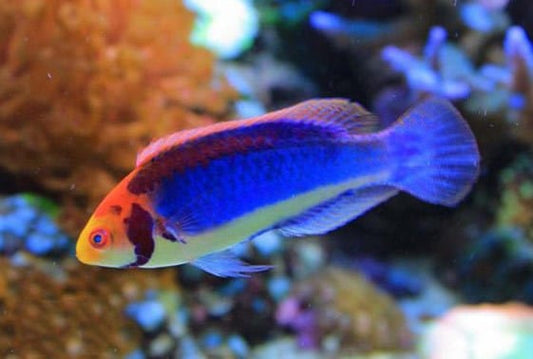 Clown Fairy Wrasse