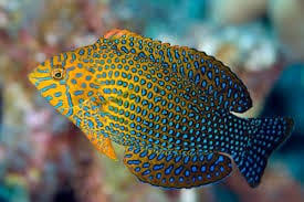 Potters Wrasse (Hawaii)