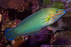 Richmonds Wrasse (Solomon Islands)