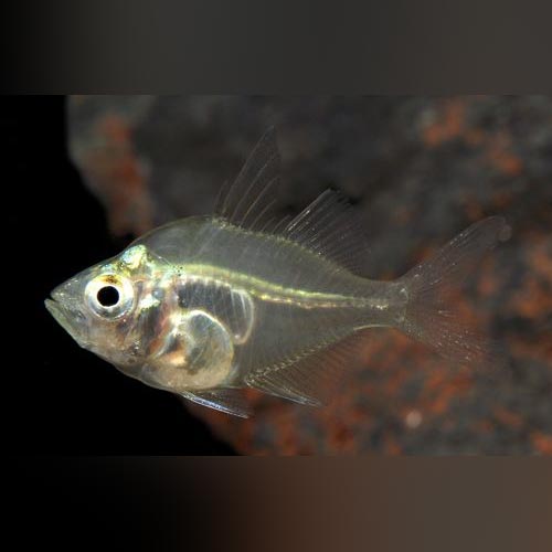 Dwarf Glass Fish (school of 5)