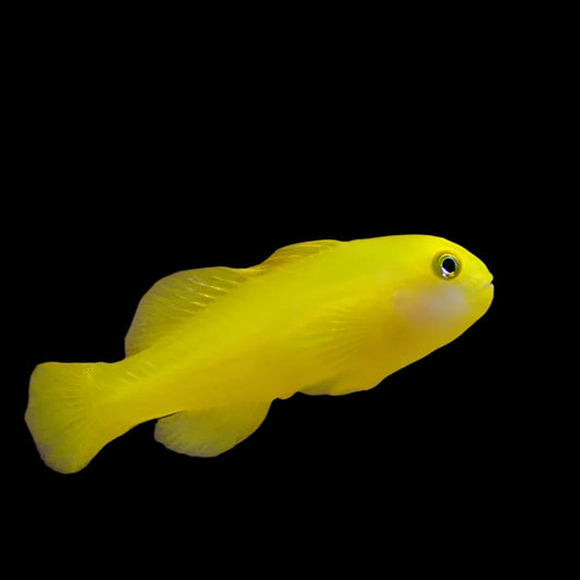 Yellow Clown Goby