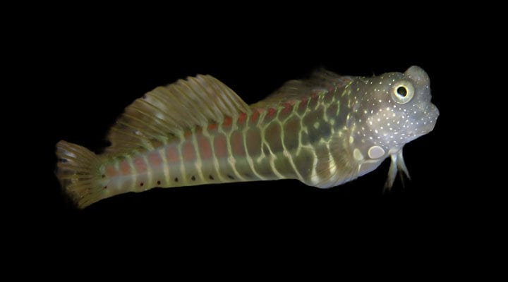 Golden Tiger Blenny