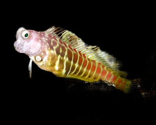 Golden Tiger Blenny