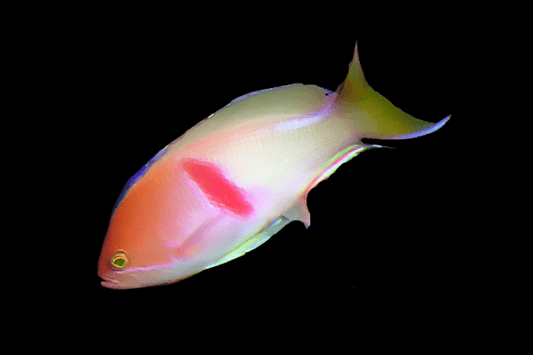 Tricolor Anthias - Male
