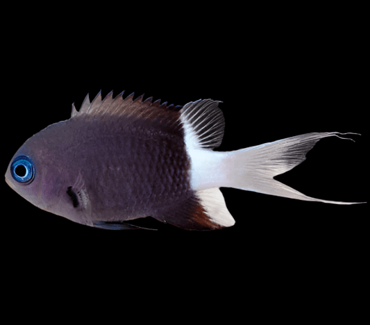 Bicolor Chromis Damselfish
