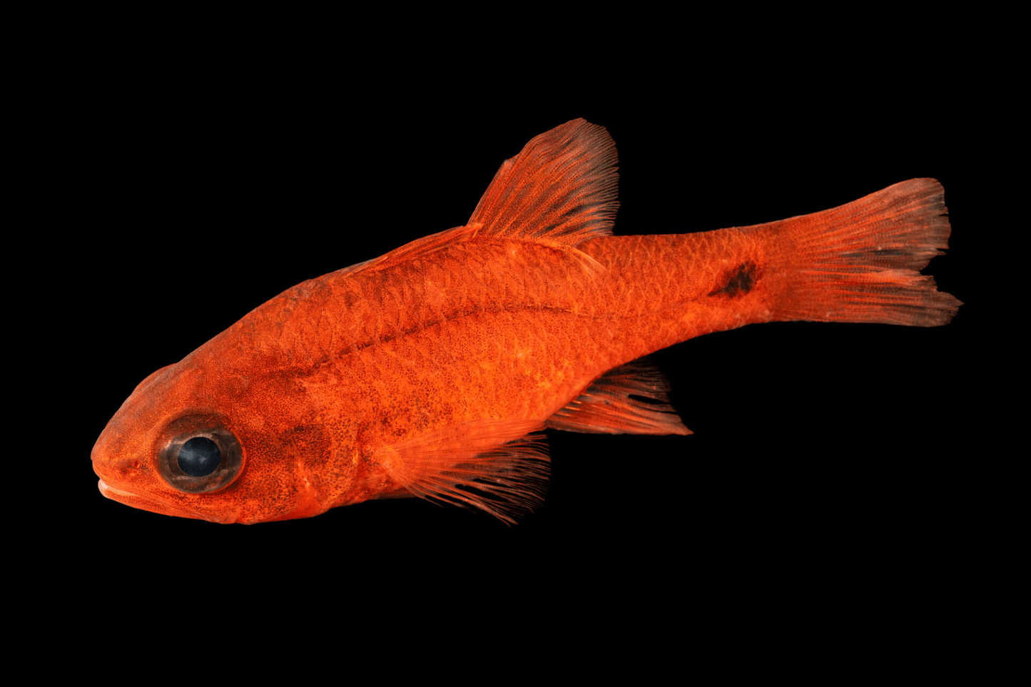 Tailspot Cardinalfish