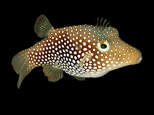 Sharpnose Spotted Puffer