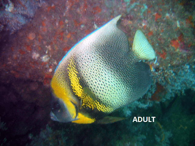 Cortez Angelfish - Juvenile