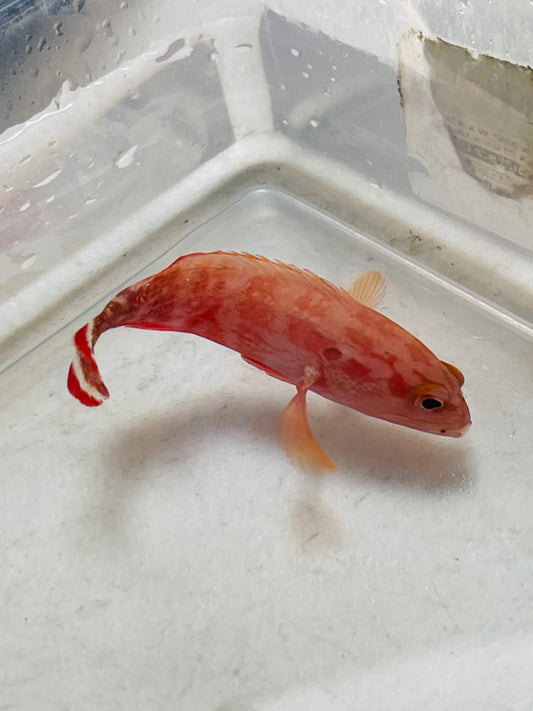 Red V-Tail Grouper